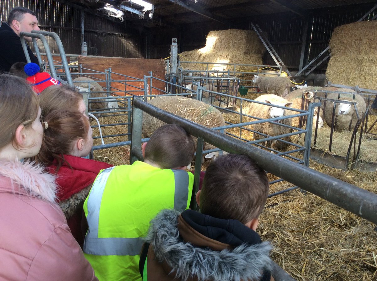 MelthamMoor's tweet photo. #MMyear4 have had a wonderful day exploring our beautiful local area. Lambing, farm visit, animals, picnic, walk, exploring habitats, paddling- perfect! #MMoutdoorlearning #MMscience part 1 https://t.co/Rayq30GrKz