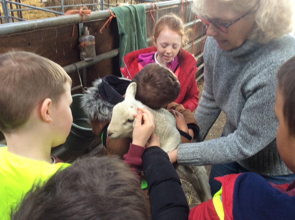 MelthamMoor's tweet photo. #MMyear4 have had a wonderful day exploring our beautiful local area. Lambing, farm visit, animals, picnic, walk, exploring habitats, paddling- perfect! #MMoutdoorlearning #MMscience part 1 https://t.co/Rayq30GrKz