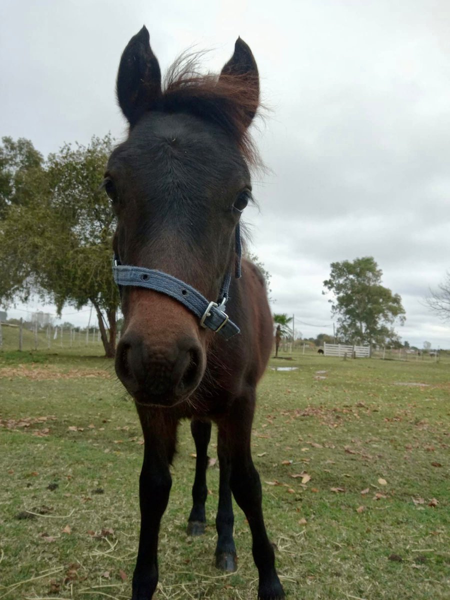 En un día gris, vos haces que brillen los colores 🌈

#Santino 

📌Conoce su historia:
facebook.com/media/set/?set…

💟 Si queres sumarte al VOLUNTARIADO entra a este link 👉 acma.org.ar/voluntarios/ y completa los datos💟