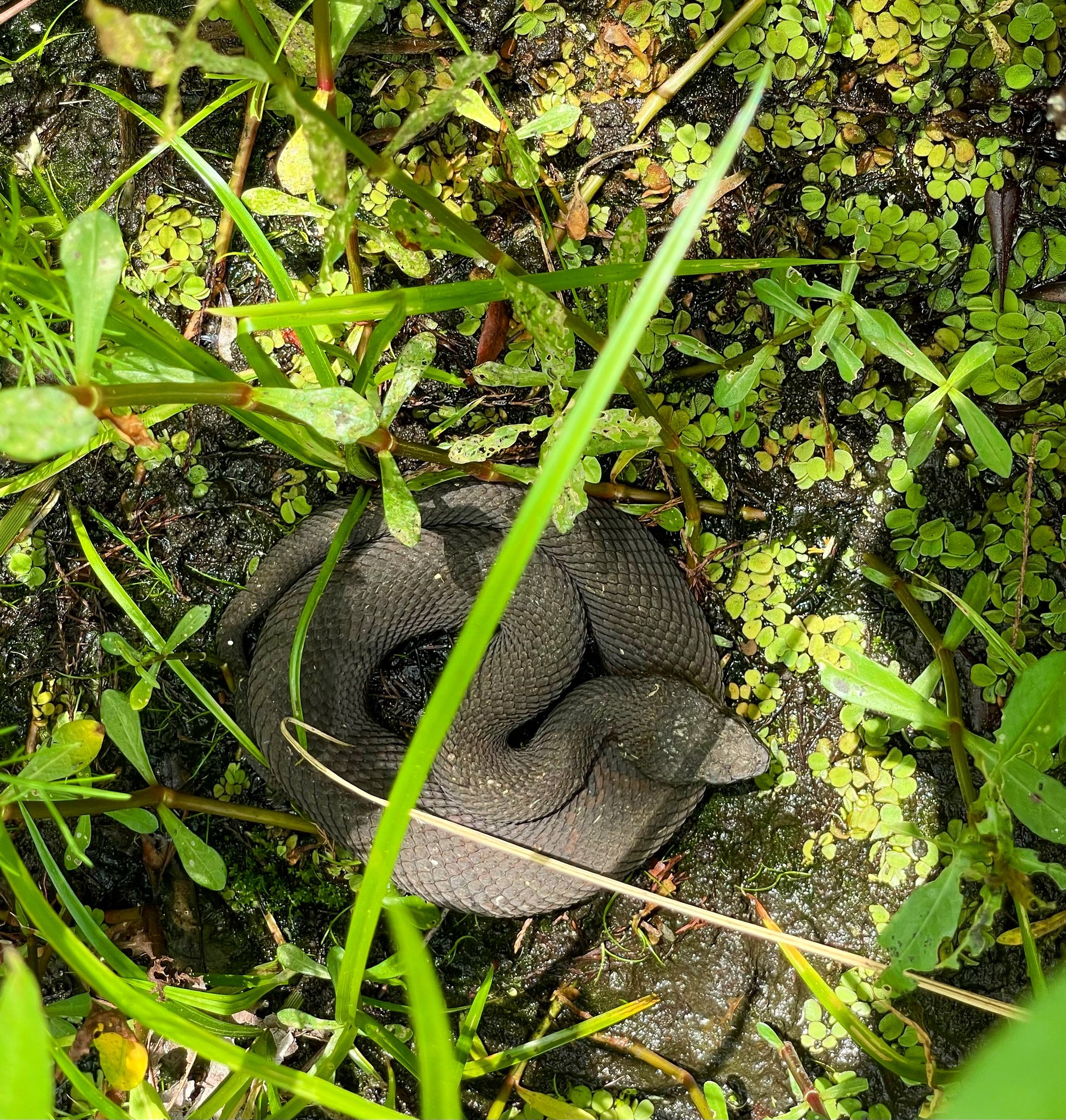 Water Moccasin Nest