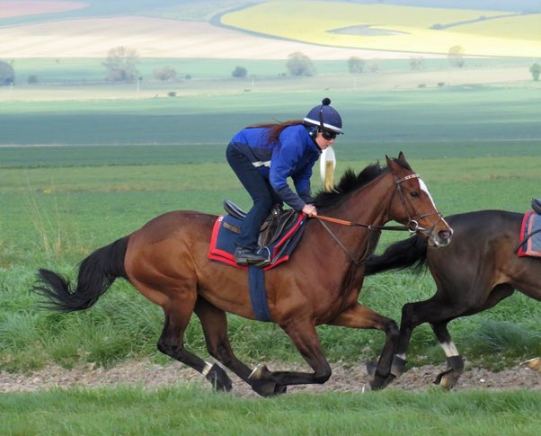 StephanieMay92's tweet photo. The champ this morning ๐ #AccidentalAgent https://t.co/ArNkwp9QFF