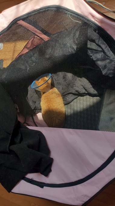 Any 😺fam willing to send me an amazon GC to pick up supplies for Annie? Its been a week of her in confinement
