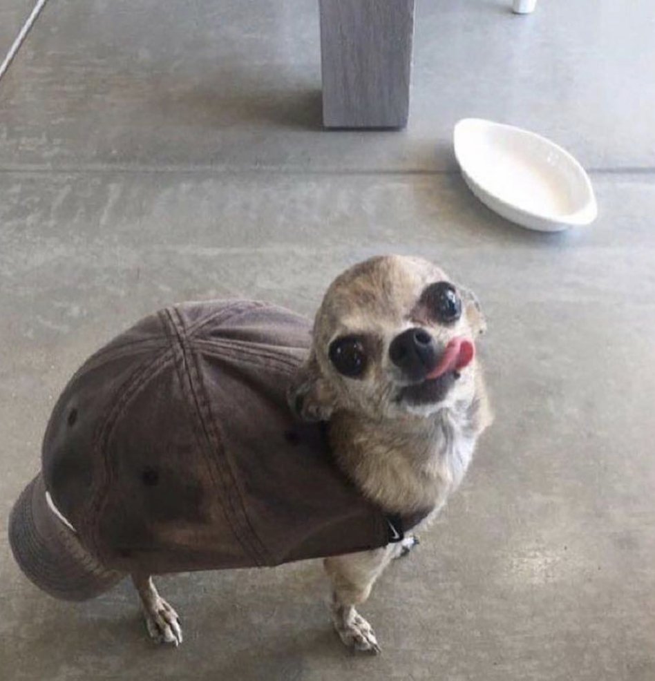 what kind of dog is this tweet media