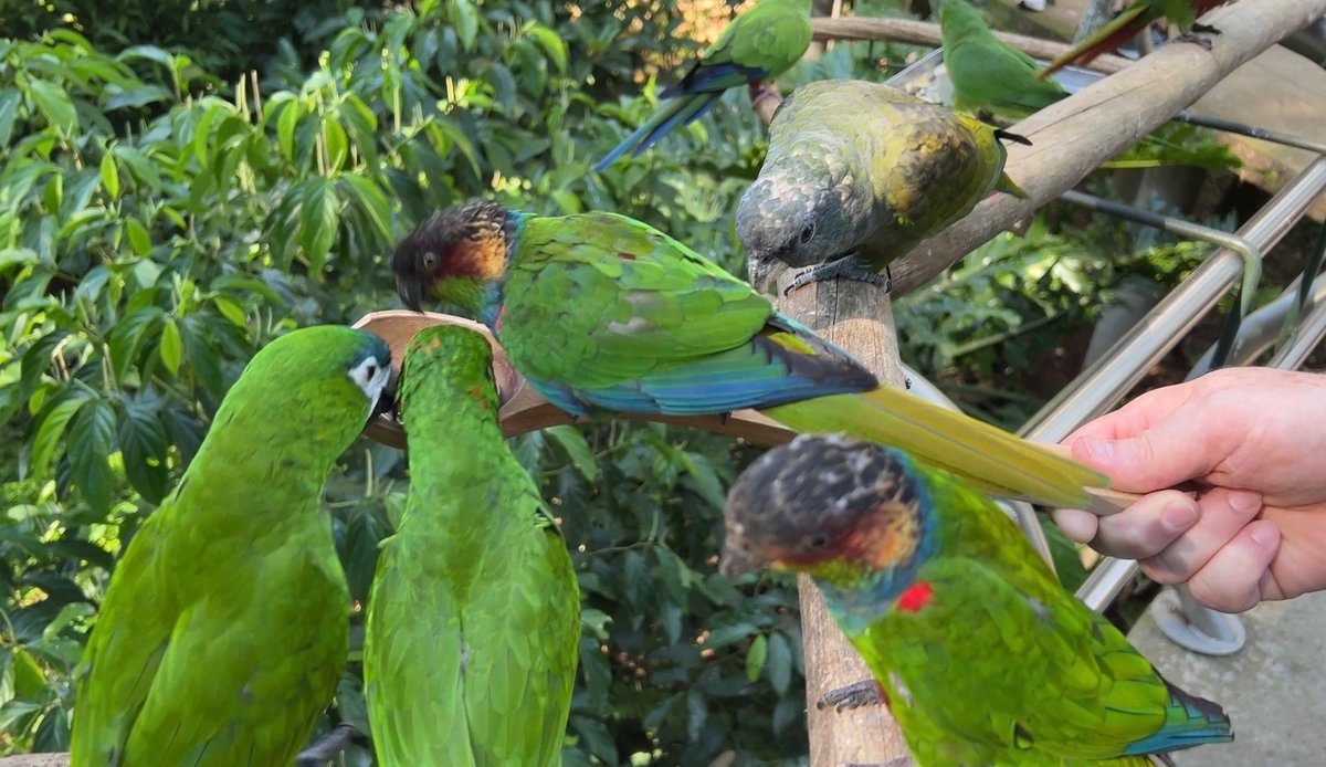 IAAPAHQ's tweet photo. IAAPA Summit: Latin America, Caribbean got an exclusive tour of Parque das Aves (Birds Park), the only institution in the world focused on conservation of bird species in the Atlantic Forest, the largest humid biome on the planet, and a world natural heritage site. #IAAPASummit https://t.co/DTYlrPIiyw