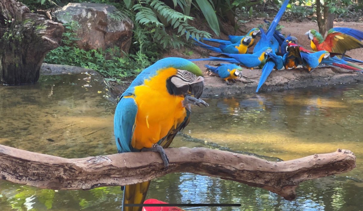 IAAPAHQ's tweet photo. IAAPA Summit: Latin America, Caribbean got an exclusive tour of Parque das Aves (Birds Park), the only institution in the world focused on conservation of bird species in the Atlantic Forest, the largest humid biome on the planet, and a world natural heritage site. #IAAPASummit https://t.co/DTYlrPIiyw