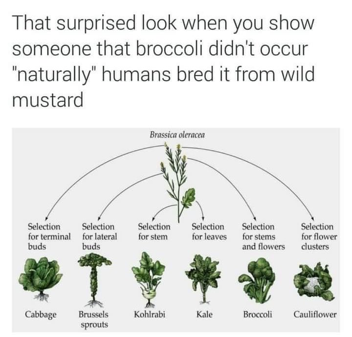 ziontree's tweet photo. One for those who argue that we should only eat “natural” food 🥦 https://t.co/KIZpIMHZUe