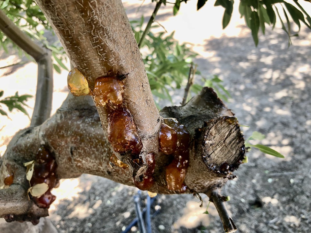Rare and outstanding “pruning wound cankers” caused by #Phytophthora species in #almond. The pathogen grows extremely fast during spring and early summer killing scaffold branches and entire trees. ⁦<a href="/thealmonddoctor/">David Doll</a>⁩ ⁦<a href="/UCIPM/">UC Statewide IPM Program</a>⁩