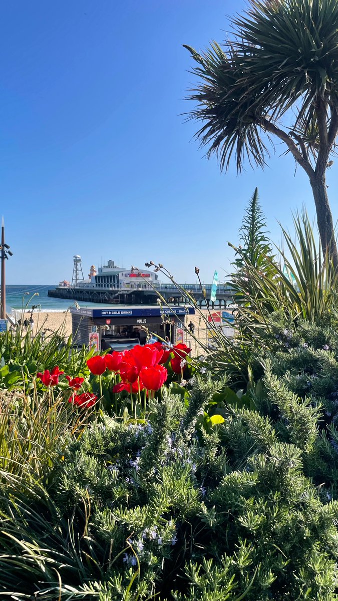 Bournemouth Pier 🌹☀️

#dorset #visitdorset #dorsetcoast #bournemouth #bournemouthbeach #coast #flowers #rose #beach   #england #visitengland #uk #landscape #photography #photo #landscapephotography  #travelphotography  #travel #nature #naturephotography  #beautifuldestinations