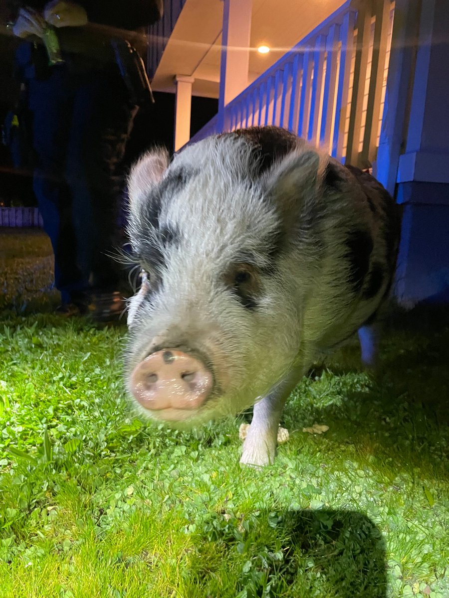 Early this morning, the Portland Police rescued a pig that was randomly in the middle of the road in the city. They fed it snacks to keep it calm until animal rescue arrived. If you lost this pig, contact On Call Community Rescue for Animals. portlandoregon.gov/police/news/re…