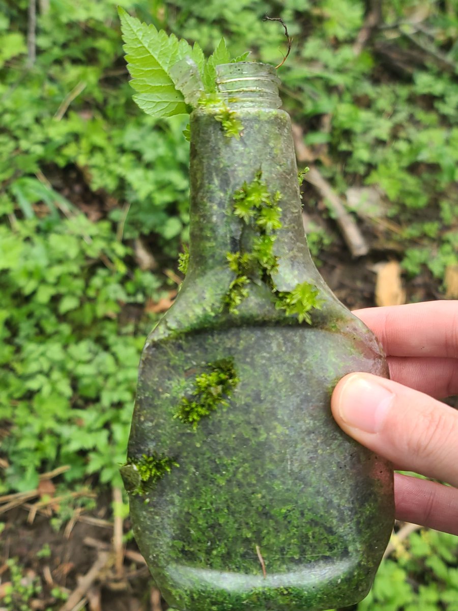 SonicPondPhoto's tweet photo. You never know what you're going to find out exploring. Today,a plant growing off of moss inside a plastic bottle. Random #Nature https://t.co/R8gErtw5Gk