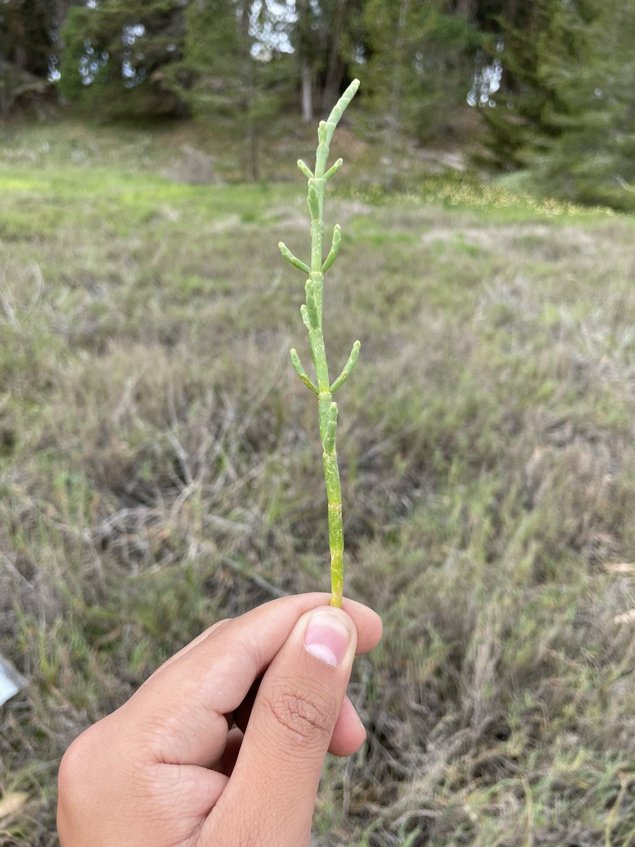 envirogeography's tweet photo. Plenty of pickleweed and soil to sample as part of @NASAJPLโs #SHIFTforScience campaign. We have almost 100 plant and soil samples from over the length of the campaign and there is plenty more to come!
Fortunate to be collaborating with so many folks!! https://t.co/JXkZtBX5z9