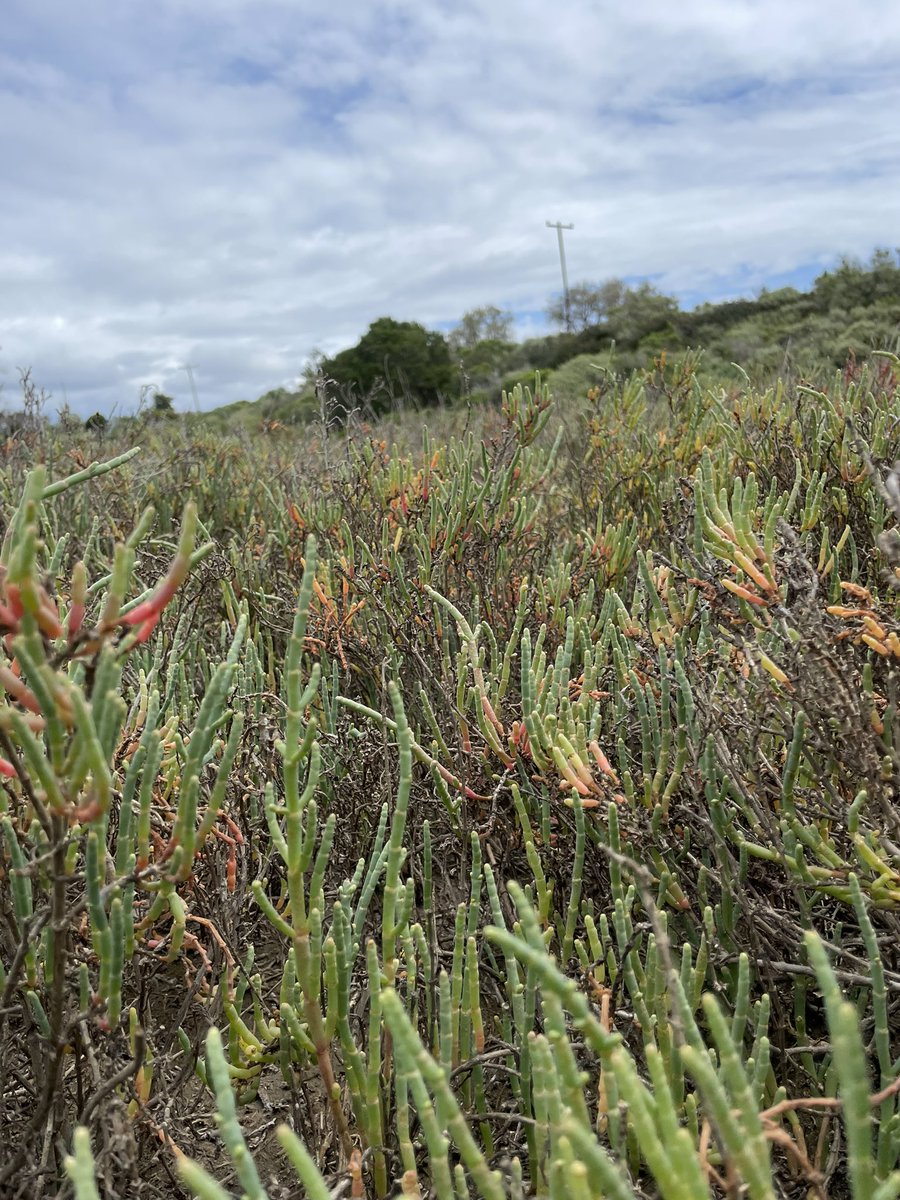 envirogeography's tweet photo. Plenty of pickleweed and soil to sample as part of @NASAJPLโs #SHIFTforScience campaign. We have almost 100 plant and soil samples from over the length of the campaign and there is plenty more to come!
Fortunate to be collaborating with so many folks!! https://t.co/JXkZtBX5z9