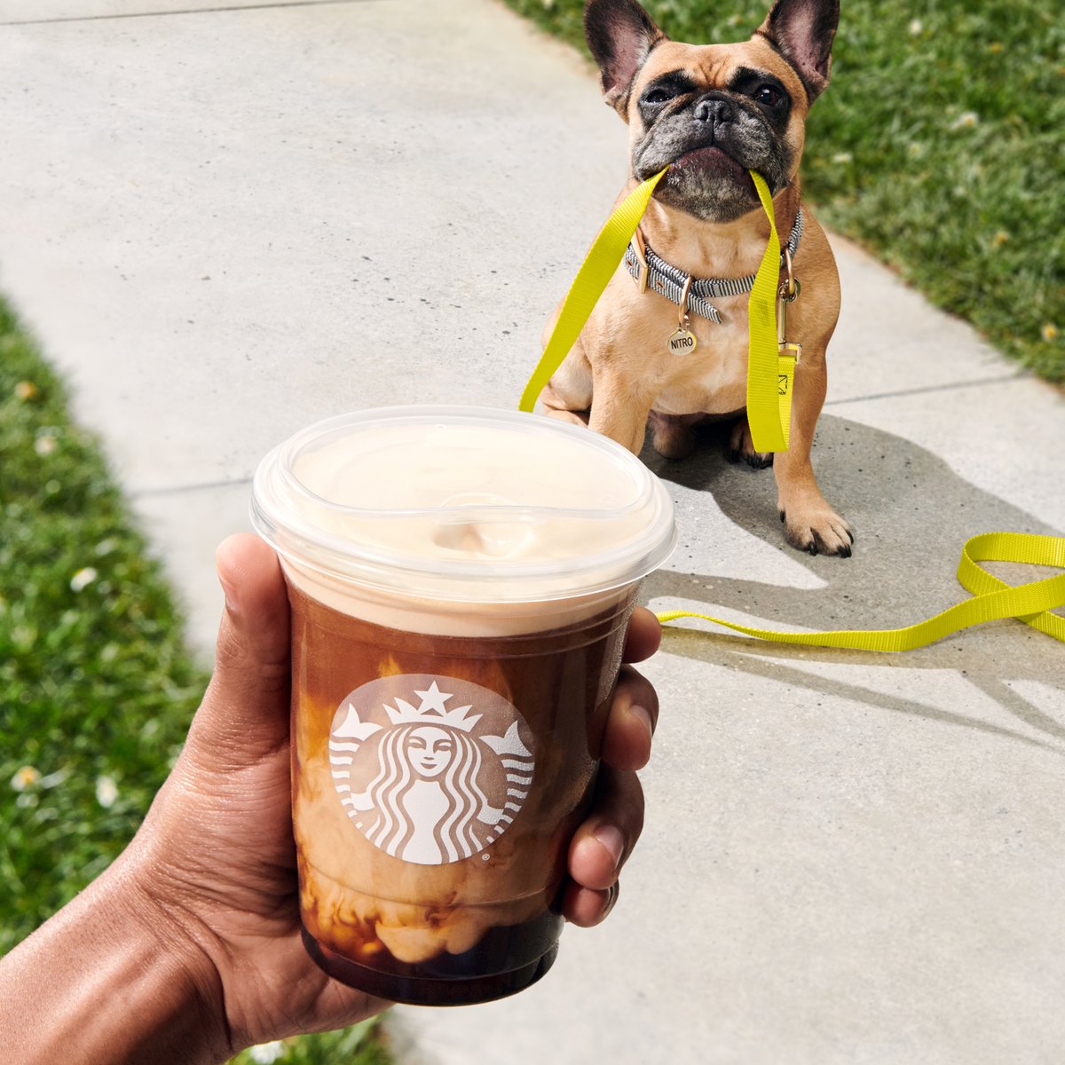 A hand holds a Starbucks® Vanilla Sweet Cream Nitro Cold Brew in front of French Bulldog with a leash in its mouth.
