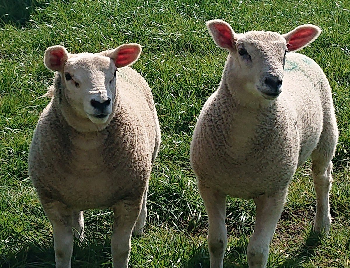 My sheep hear My voice, and I know them, and they follow Me.