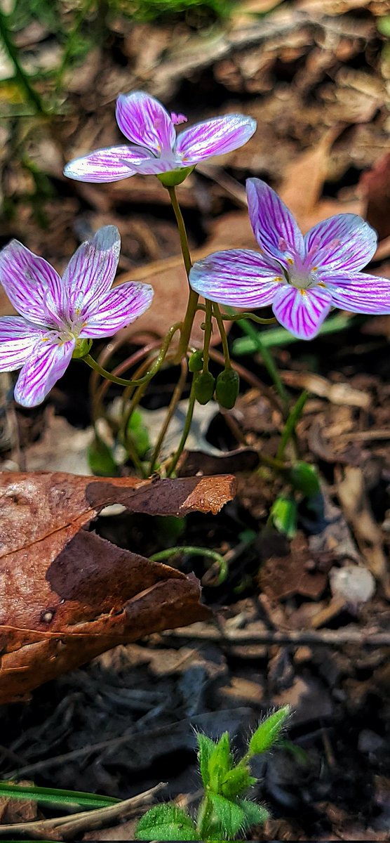 Kassi17's tweet image. Tiny flowers