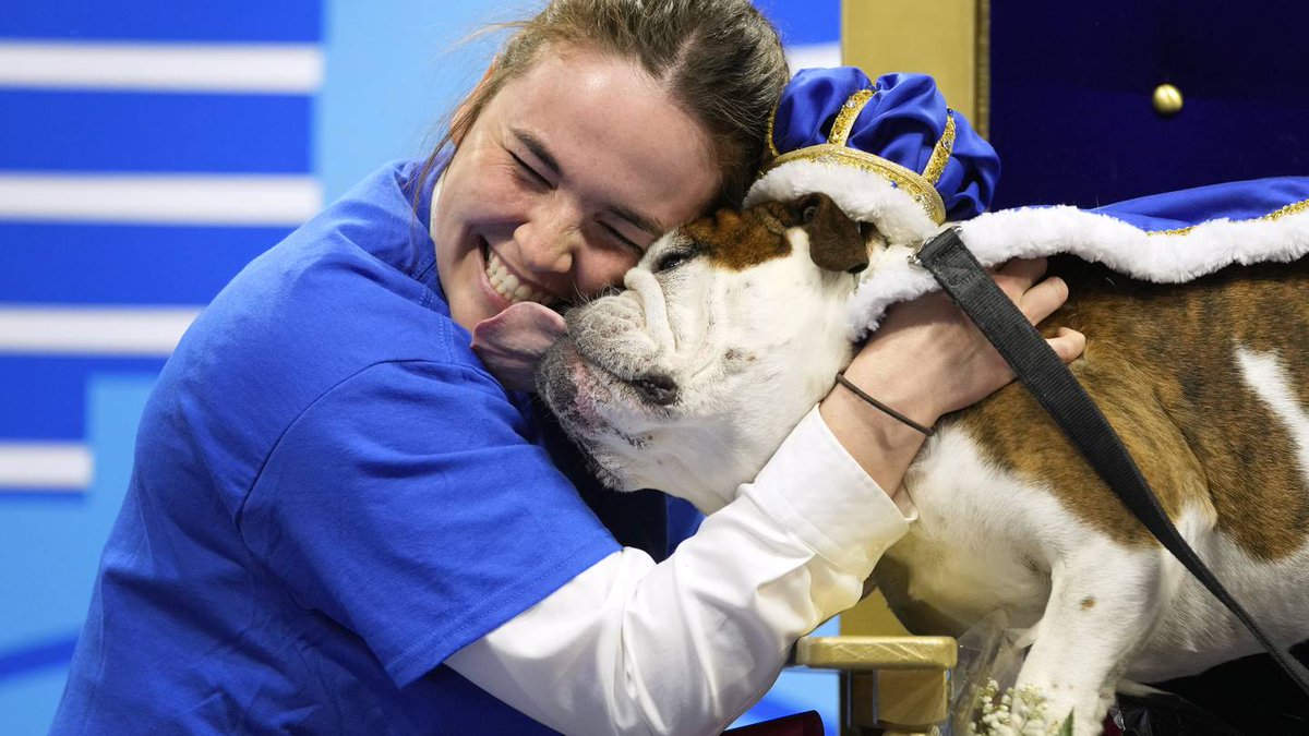 1055TheDove's tweet photo. It's a face everyone can love - Bam Bam takes top honors in the Beautiful Bulldog Contest
https://t.co/vEqknCUkmQ
#DoveNews #BeautifulBulldog2022 #Iowa #BamBam #bulldogs #dogsoftwitter #DrakeUniversity #Drakemascot https://t.co/YXe8mPxuL7