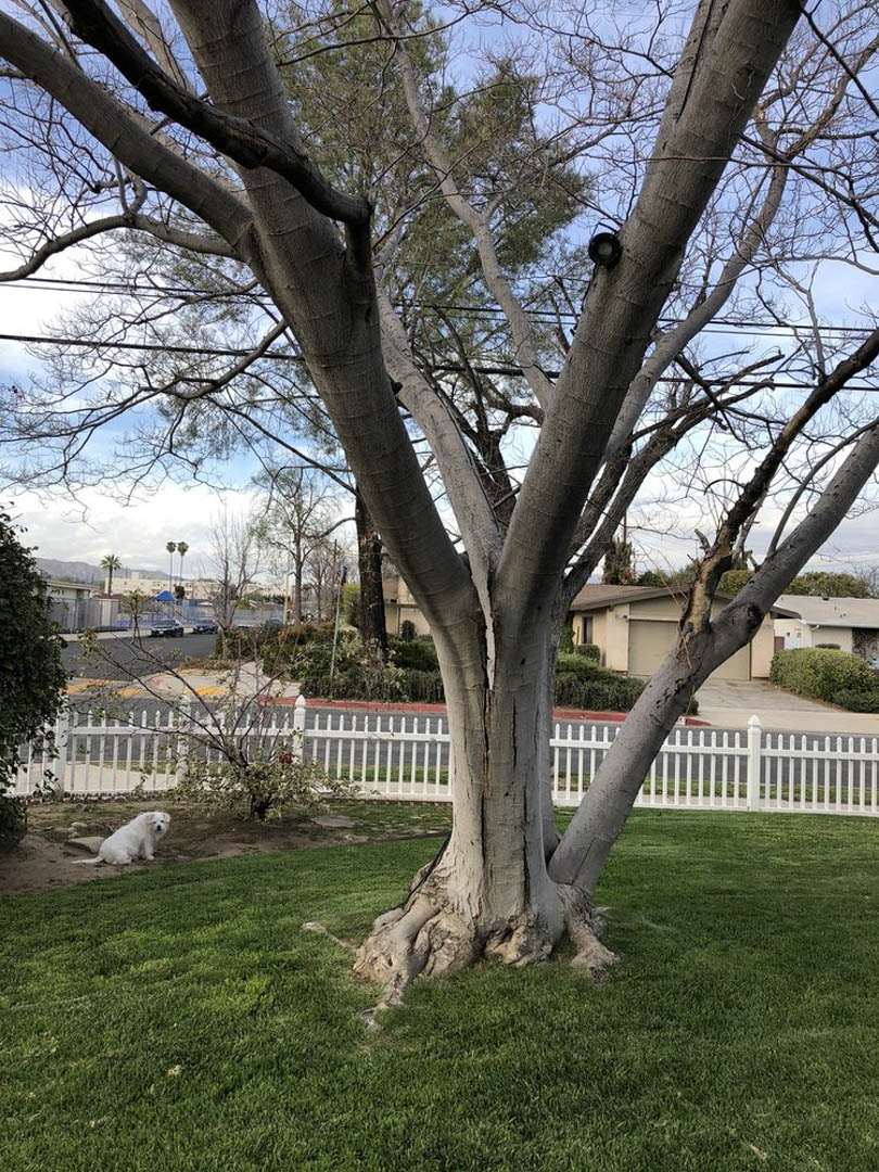 GoodviewTree's tweet photo. Be sure to make it over to our website or give us a call at (818) 654-4212 to learn more about our services in the North Hills, CA  area. #TreeService #TreePruning #PalmTreeTrimming https://t.co/uJuxemAyJm https://t.co/Goz398UpL2