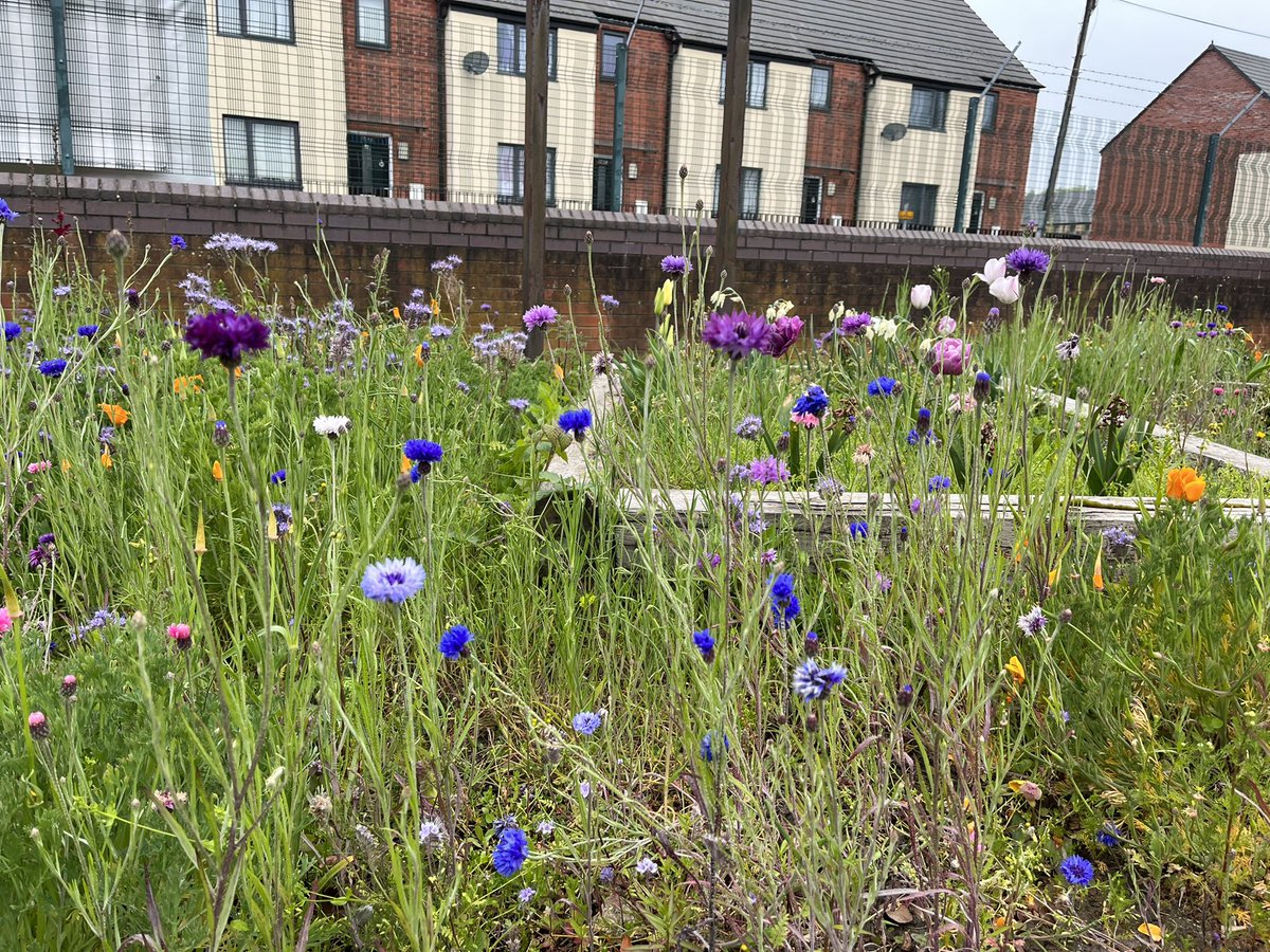 AbbeyMead_TMET's tweet photo. Arriving at school each morning, it is a wonderful surprise to see which beautiful flowers have bloomed ๐ธ๐บ๐ผ #springblooms #burstsofcolour https://t.co/8Dh9ltV61s