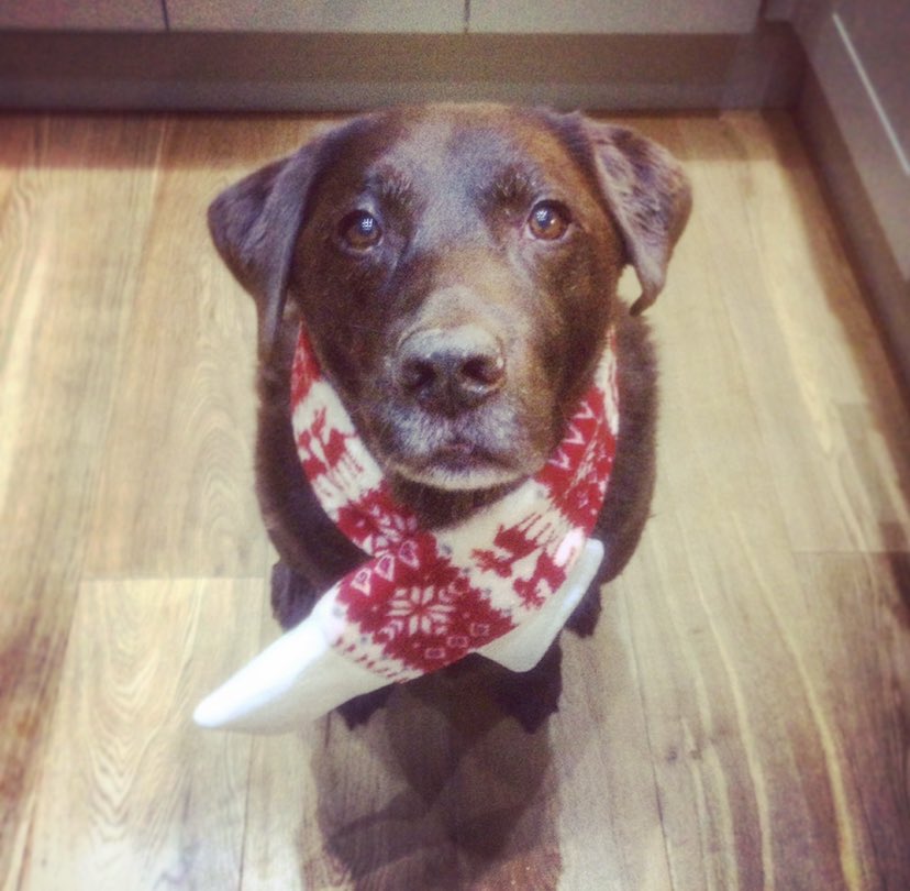 My dog died last year, I miss him every day. That’s it, that’s the tweet! #lablegendbuddy