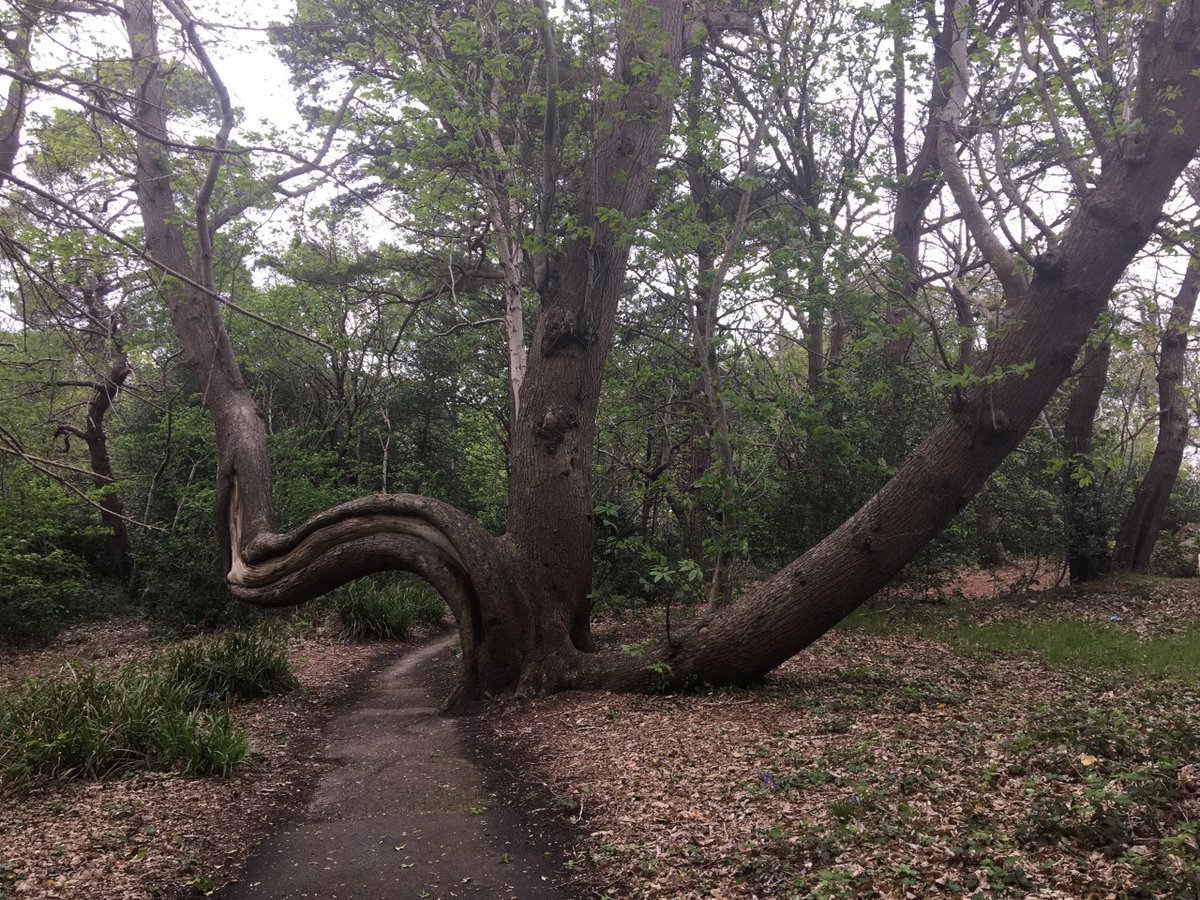 LynnParsonsUK's tweet photo. Chris Our official Astronomer on the #EveningShow @magicfm thanks for sharing Your Favourite Ancient Tree in Branksome Chine in Poole in Dorset Love this #CurlyTree #WindowOnYourWorld https://t.co/LqetBEepYr