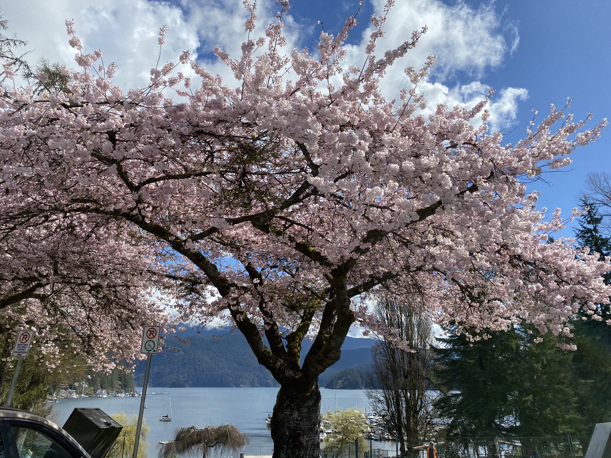 mahonjones's tweet photo. Spring in North Vancouver ⁦@VanNorthShore⁩ https://t.co/7AkJvG2jTz