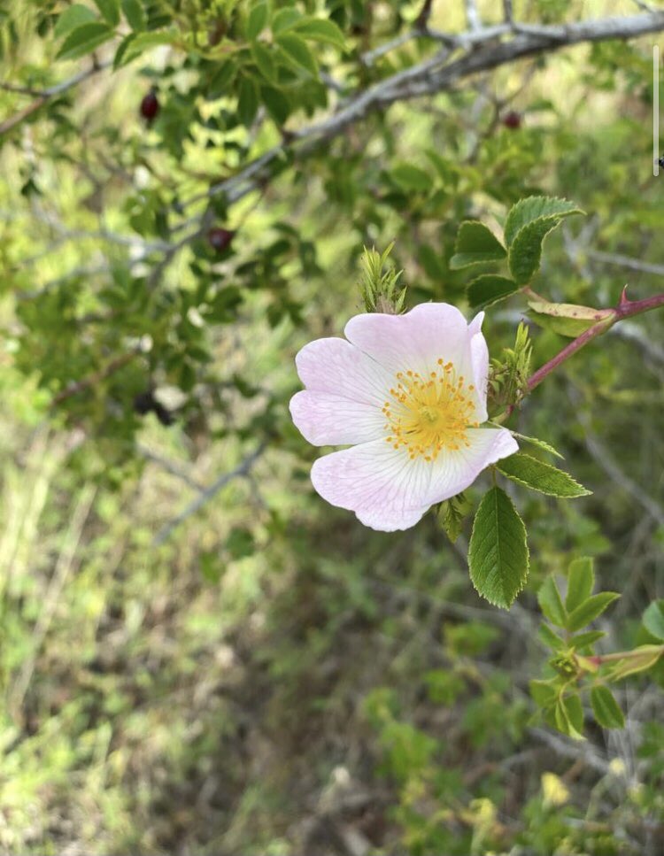 PollenFlower