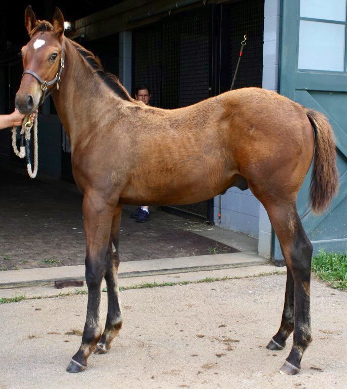 AdolphsonRacing's tweet photo. Many yesterdays ago, baby SUMMER IS TOMORROW was just as handsomeโฆ
#SummerFront @KentuckyDerby @DerbyMedia #KyBred @ZRacingstables
๐ธ@AirdrieStud https://t.co/wTv8uqiicH