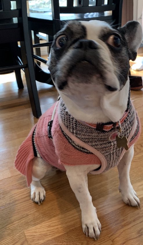 cryingcveritall's tweet photo. @sapphicscorpio here’s pictures of my aunts foster dog that i dogsat for a few days! her name is callie<33 https://t.co/8Q7UKlZvZT