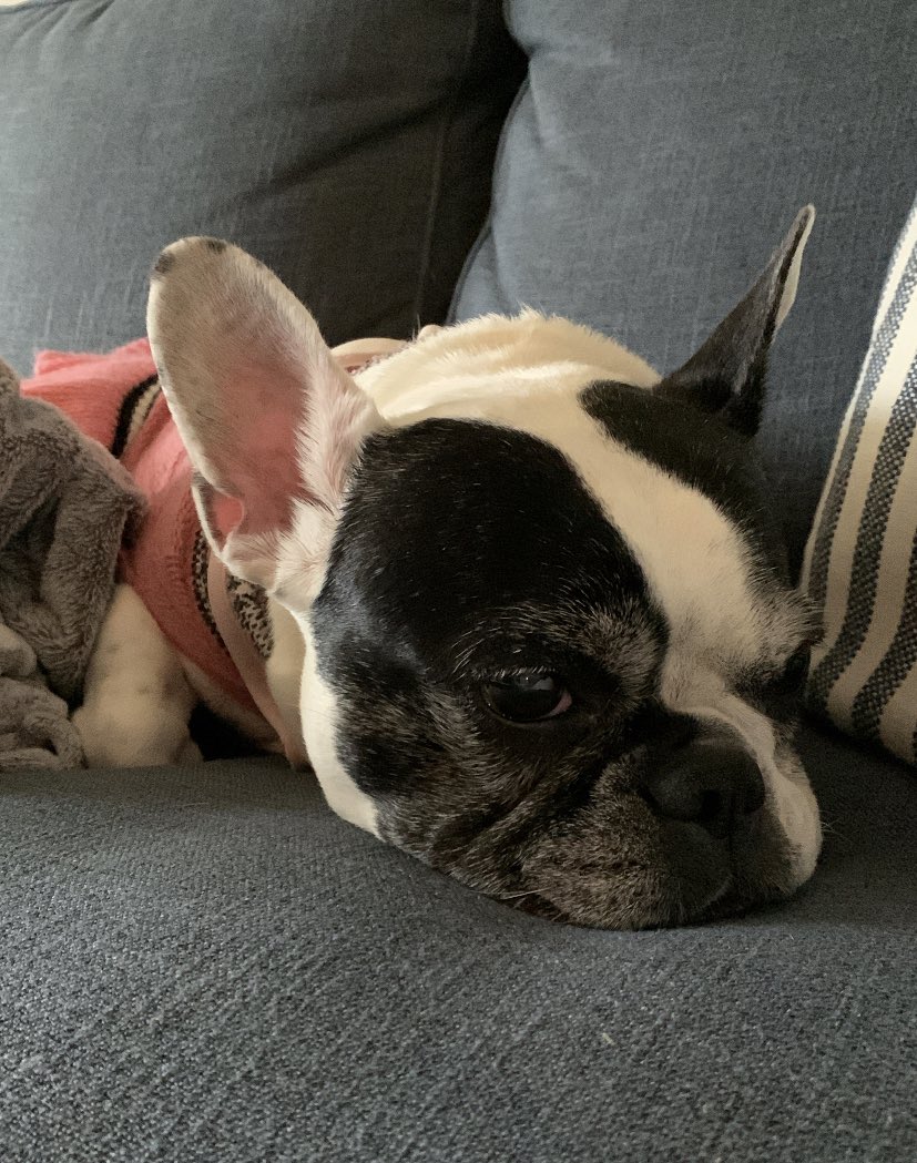 cryingcveritall's tweet photo. @sapphicscorpio here’s pictures of my aunts foster dog that i dogsat for a few days! her name is callie<33 https://t.co/8Q7UKlZvZT