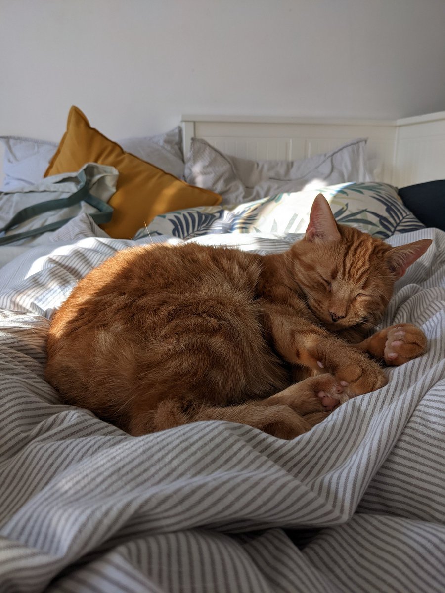 There are worse things to come home to #CatsOfTwitter