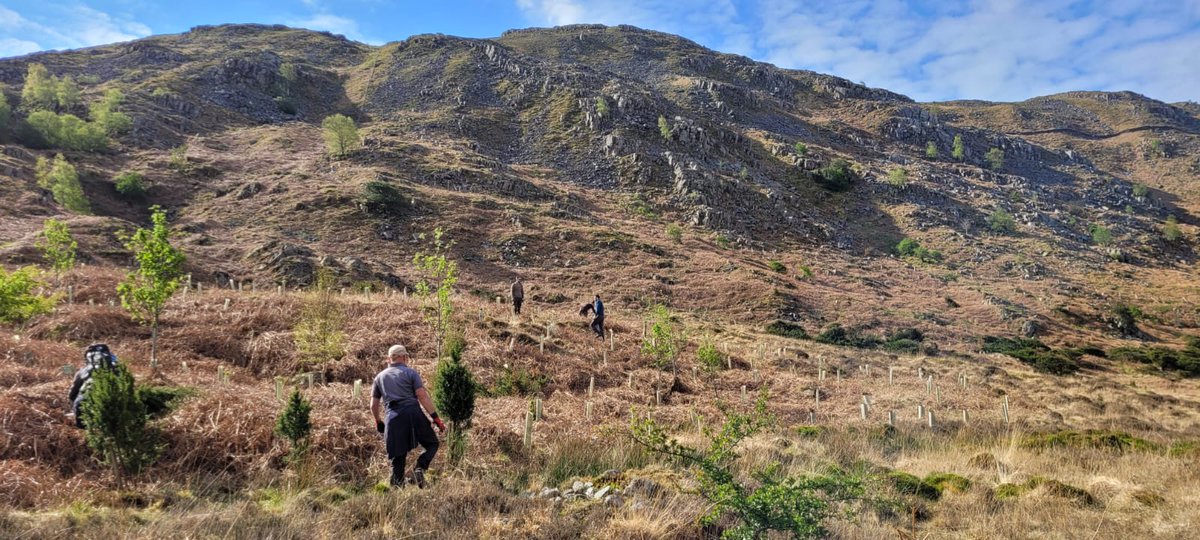 HardknottForest's tweet photo. Working away from Hardknott today helping to maintain/remove tree tubes on Birker Common on the Eskdale side of Birker Fell. Great work by John and Jess and our volunteers. Particularly good to see juniper released from the tubes. @ForestryEngland @DefraGovUK @UBoCarbon https://t.co/ys9YH2EegC