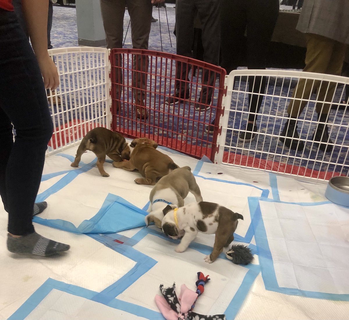 Crayon's tweet photo. #DYK we're at @SCIP's #Intellicon Conference in Minneapolis, MN this week?
Come stop by our puppy corner to play with rescue pups from @SHHRescue while chatting about our #competitiveintelligence software solution.
Sounds like a win-win, right? ๐พ ๐
#IntelliCon2022 #tech https://t.co/H4tgdaQgM3