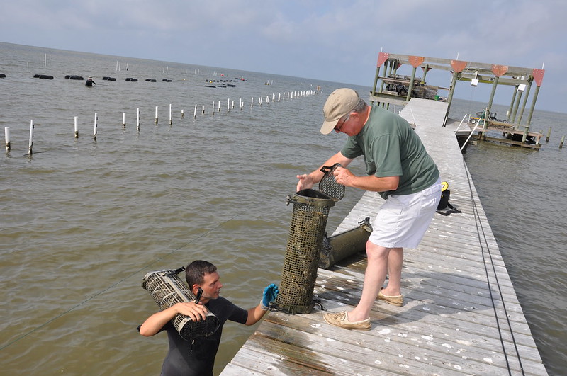 MSALSeaGrant tweet media