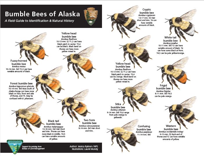 DenaliNPS's tweet photo. What’s all the buzz about? How about knowing you have the ability to identify ALL the 22 bumble bee species known in Alaska!?!

A field guide is available to download on our website now. Get those field ID skills ready!

https://t.co/X426FxaWmF

BUZZ BUZZ! https://t.co/K5Y5E3mE4B