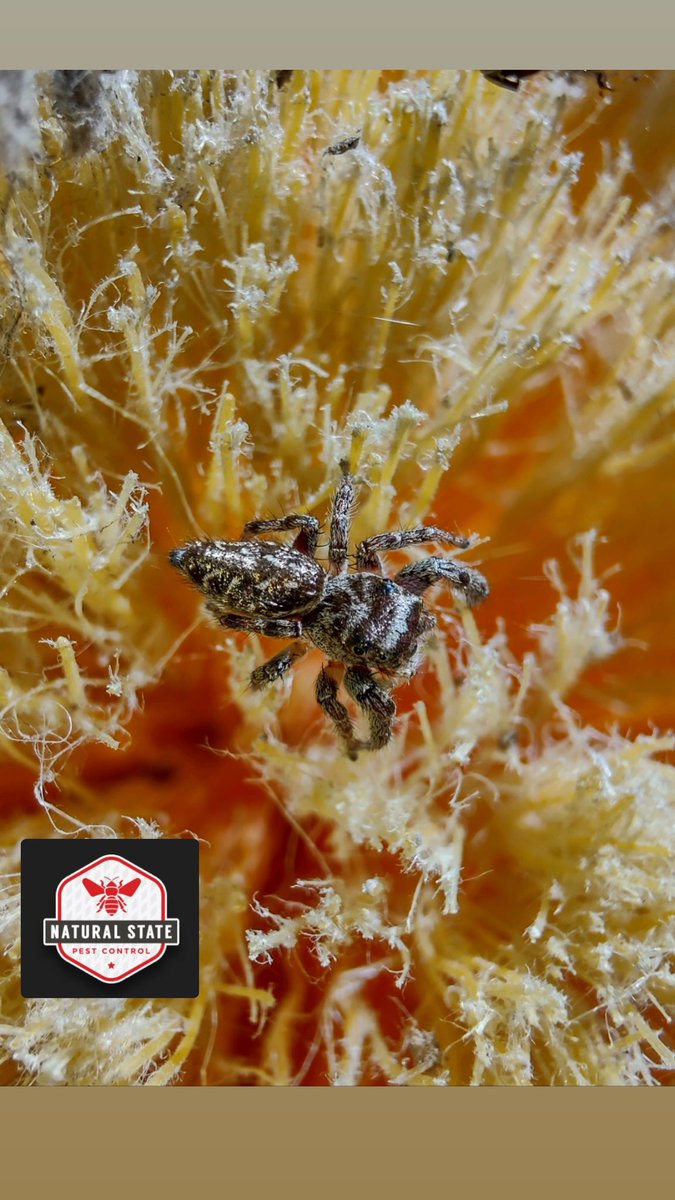 NatStatePests's tweet photo. Warmer weather is bringing out a wide variety of pests! Donβt worry. We offer same-day and next-day service!
Call or text us at 479-927-6350 to get started!
#pestcontrol #spider #naturalstate #northwestarkansas #customerservice #pestservices #bugs https://t.co/gHc7sDsiVf