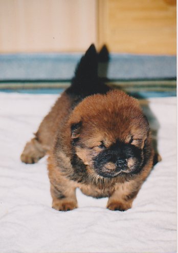 chowchowbaron's tweet photo. 毎度思うが‥柴犬の次「DNAが狼に近いのがチャウチャウ」って信じられん‥
‥この”脂身プリンセス”がねぇ?
#Bears #DogTwittter #chowchow #dogschow #chowdogs https://t.co/ClfNQOVaqI