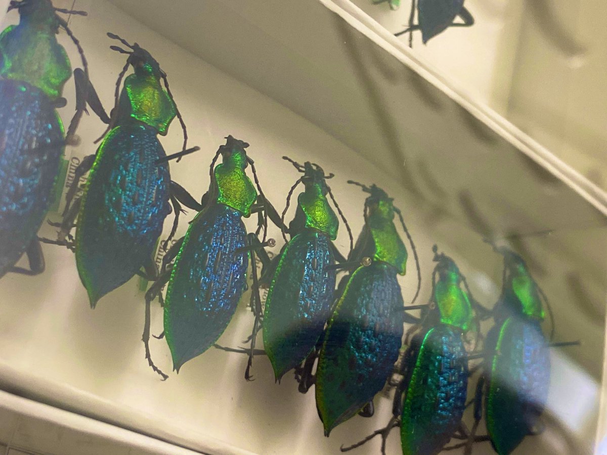 Megan Wilson LT • PhD (@eusocialmeg) on Twitter photo Thank you <a href="/isabetabug/">Isa Betancourt 🦋🕷🌎</a> for the amazing tour <a href="/AcadNatSci/">Academy of Natural Sciences</a> insect collection. It was a bucket list lol item to see the Titian Peale butterfly collection and I got to identify some termites🤩 Thank you <a href="/isabetabug/">Isa Betancourt 🦋🕷🌎</a> for the amazing tour <a href="/AcadNatSci/">Academy of Natural Sciences</a> insect collection. It was a bucket list lol item to see the Titian Peale butterfly collection and I got to identify some termites🤩