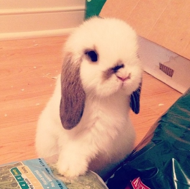 Bunnies (@rabbiteveryhour) on Twitter photo 