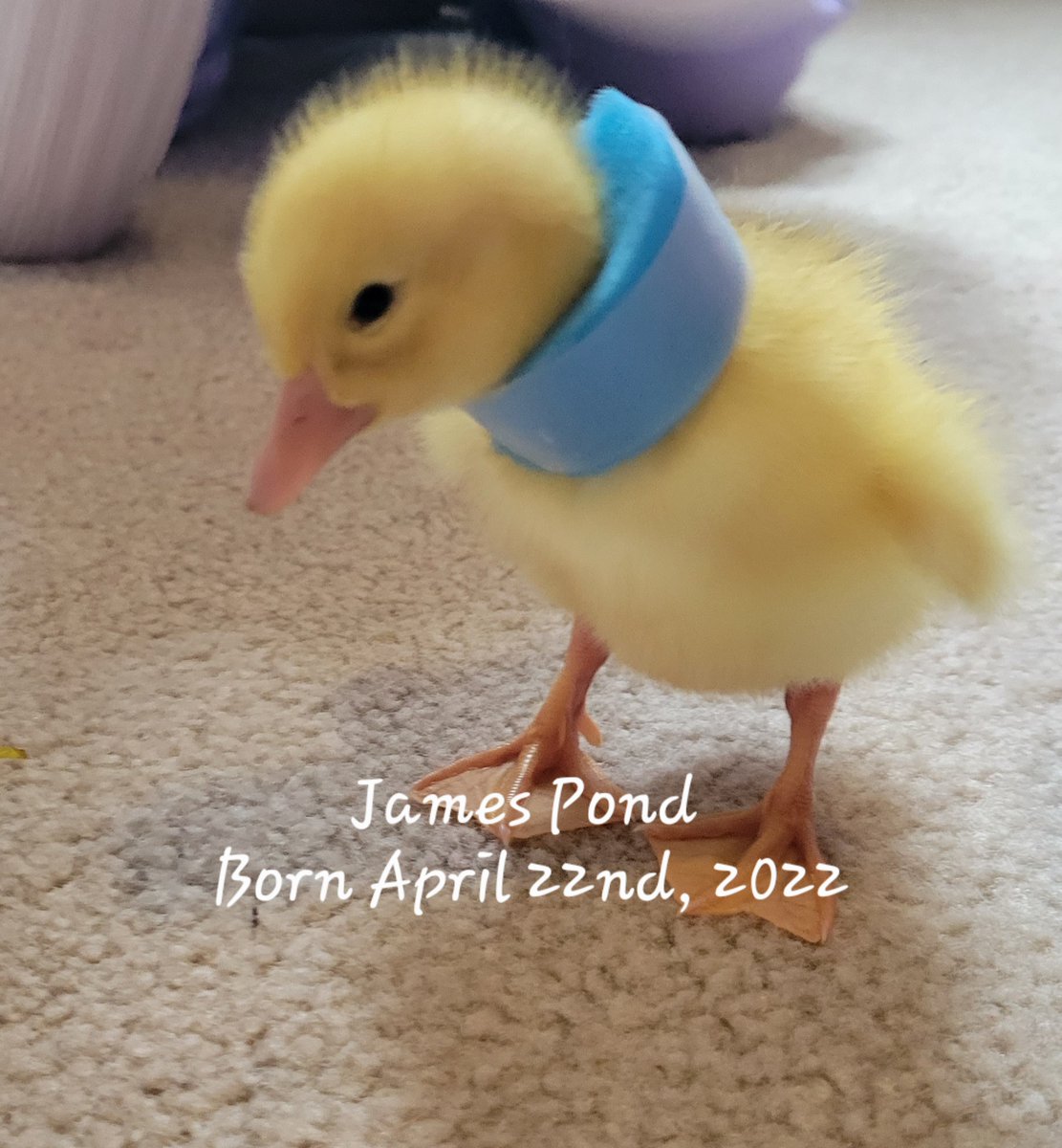 MrsJinchereau's tweet photo. Its been another busy day in the life of the library ducks. Today we got to meet some awesome grade 2/3s and 3 kinder classes.
@PVNCCDSB @SFAPVNC #LIBRARYDUCKS #SFADUCKLINGS #MAKINGFRIENDS #PEKINDUCKS FOLLOW US ON INSTA @LIBRARYDUCKS https://t.co/MwAtKBc6Xz