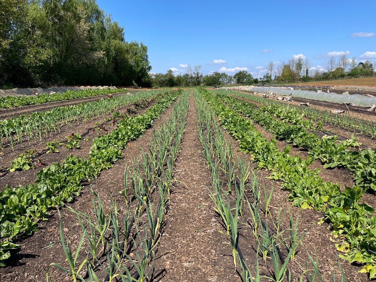 tenmilemenu's tweet photo. Time to order your organic veg box ⏰ - https://t.co/xjMfF2R2TS

#organicfood #organicveg #organicgrowing https://t.co/KxXIZf6Q4O
