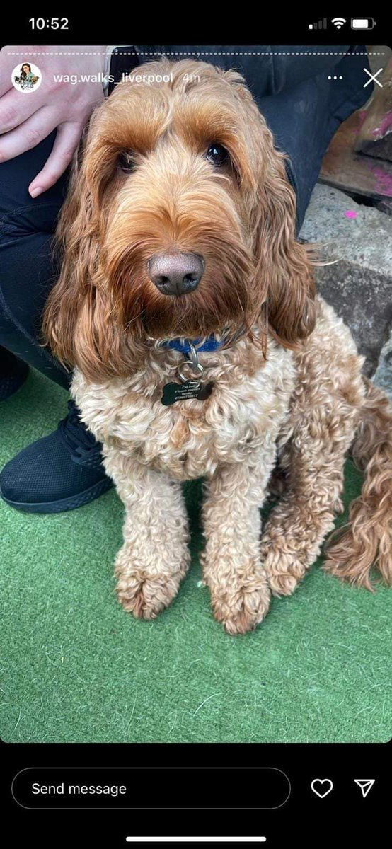 Dog has slipped it's lead in Liverpool City Centre.  Please RT.