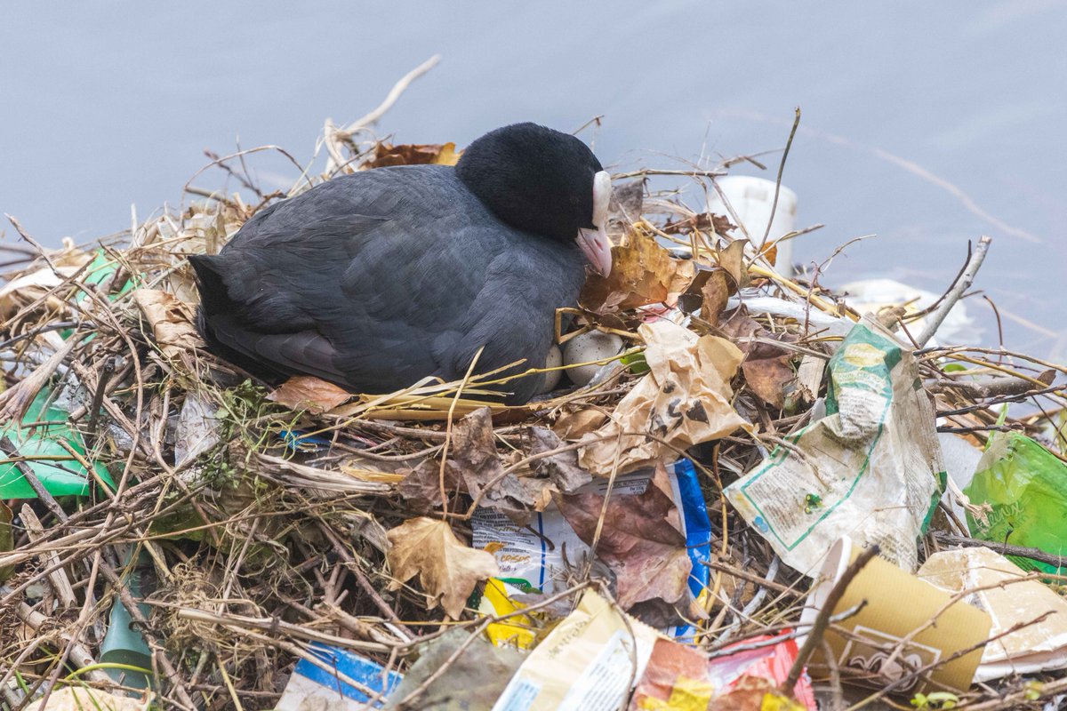 Harvey Brown tweet media