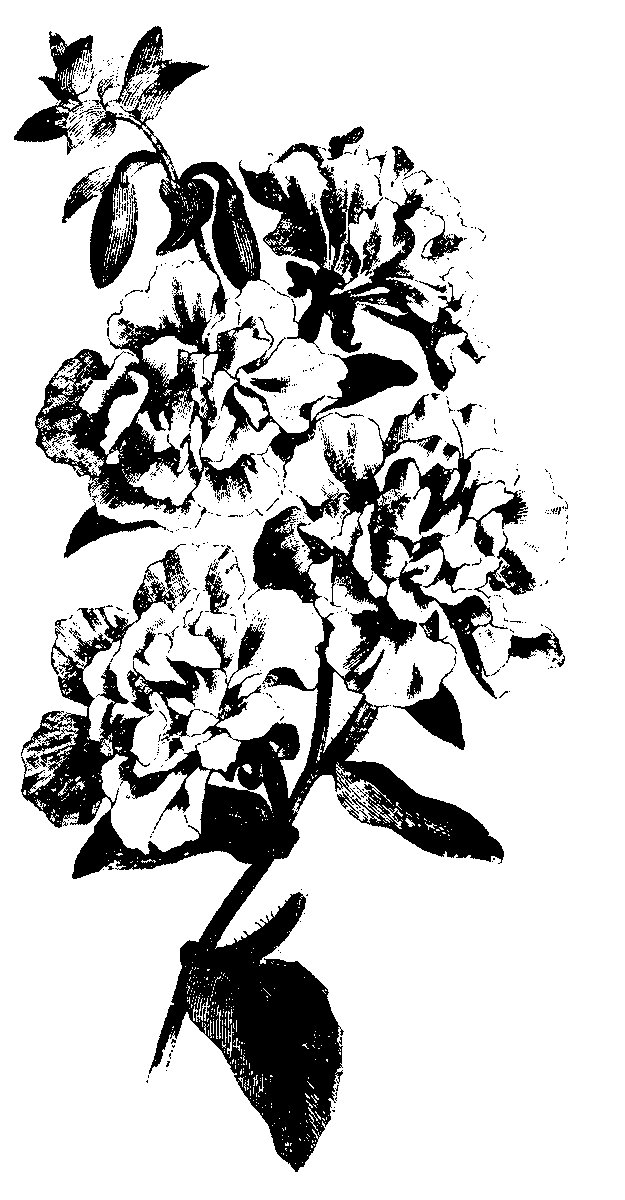 emcbot1's tweet photo. EMC_Phase2:clipart/iff/natural/flowers/lotsof/flowerse-h/flowerg05.iff  #Flower #Plant #Branch #Font #FloweringPlant #Art #MonochromePhotography #Drawing #Monochrome #Pattern https://t.co/ggkqbRBN5G