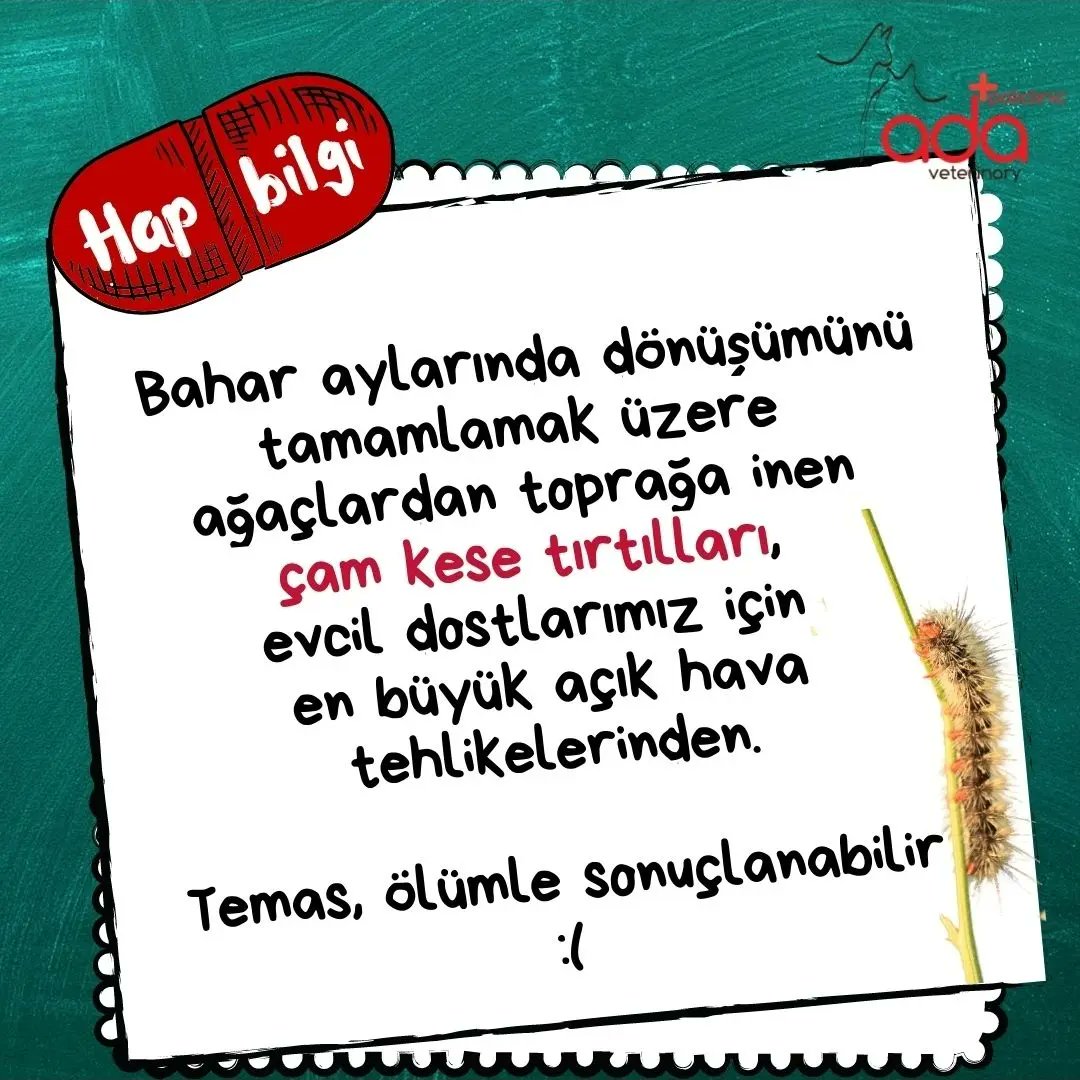 Acil tıbbi müdahale gerektiren bu ölümcül tehlikeye çok dikkat! 
Dudakların, ağız bölgesinin ve yüzün şişmesi, bol miktarda salya akması ilk belirtilerdir. Tüyün dil ile teması olduğunda dilin nekrozu hızla gerçekleşebilir...
#hayvansağlığı