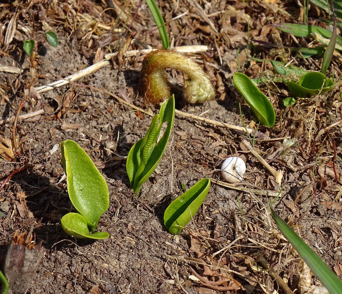 RichardGhorbal's tweet photo. Warton Crag NNR really does have it all doesn’t it?
Pearl-Bordered Fritillary, Common Lizard, Adder’s-tongue Fern, Marsh Tit.
@Lancswildlife @BC_Lancs @NMBiodiversity @Arnside_AONB #pearlborderedfritillary #adderstonguefern #marshtit #commonlizard #wartoncrag https://t.co/y7Sc23RR0D