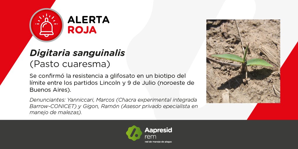 ⚠NUEVA #ALERTA ROJA!🔴
Pasto cuaresma  🌾Digitaria sanguinalis
👉Resistencia a: Glifosato - EPSP synthase inhibitors(G/9) 
📑 Denunciantes: Marcos Yanniccari y Ramón Gigón
📍Zona de difusión: Partidos de Lincoln y 9 de Julio (noroeste de Buenos Aires).
🔎 bit.ly/3MCqGml