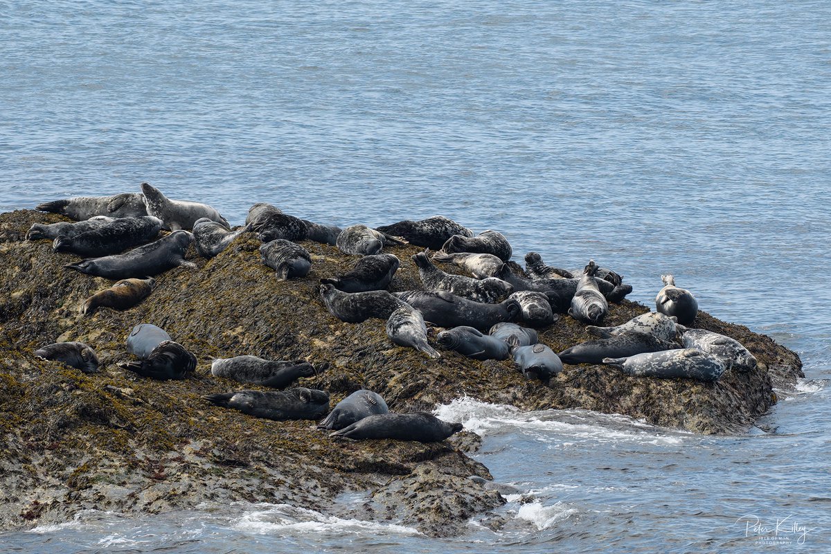 manxscenes's tweet photo. Kitterland between the Calf and Sound #isleofman at lunch time today and these Common Seals sum up exactly how I feel right now 😆 🇮🇲 #commonseals #calfofman #manx #iomwildlife #manxscenes #manxnature #ourbiosphere 🦭🦭🦭 https://t.co/fkvqeTRxbd
