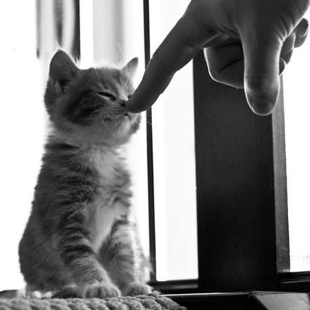 LushCatMemes's tweet photo. Caption this.
😹🐈🐾
#lol #funny
#cats #catlover #catoftheday https://t.co/5m6QLtM88h