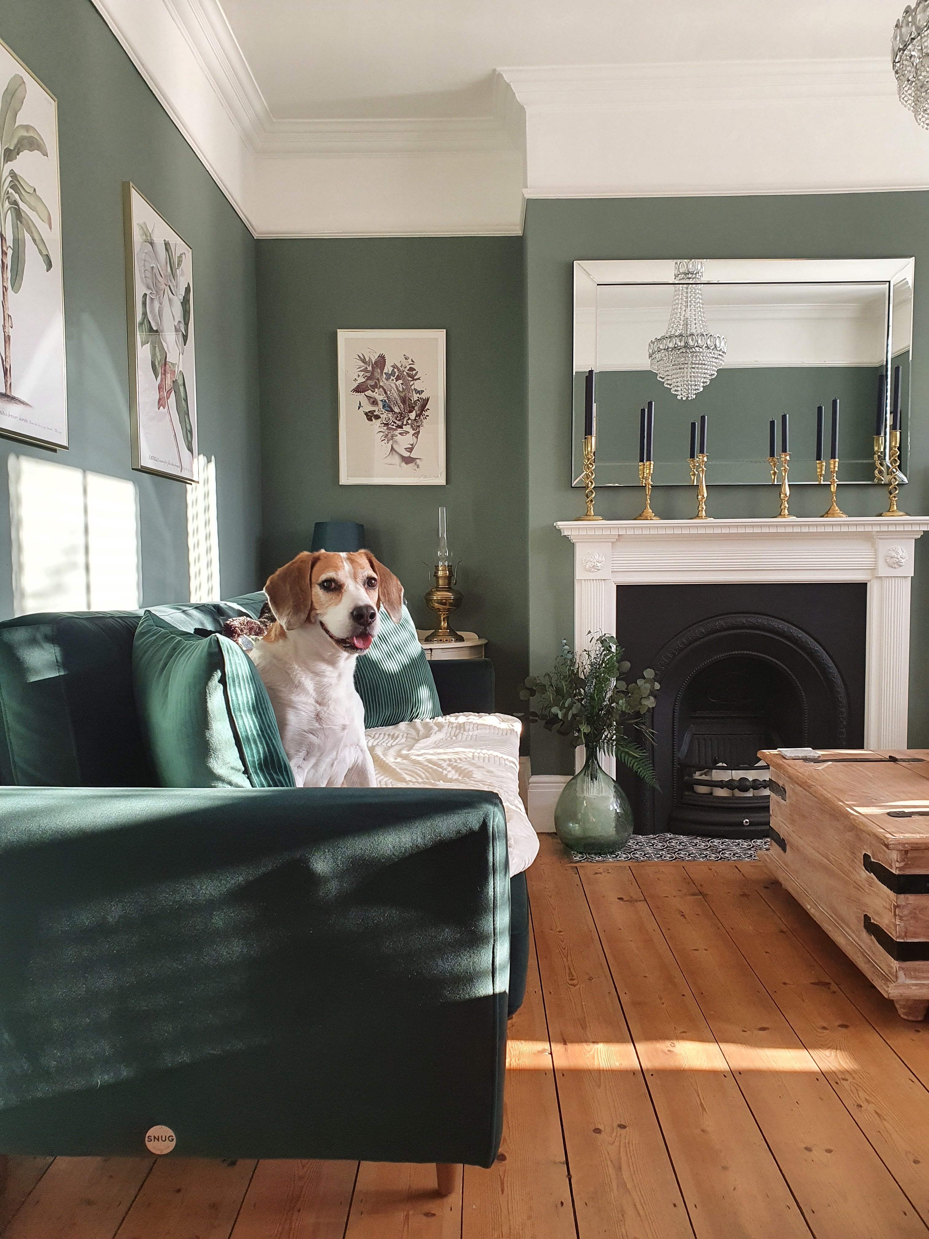 Snug The Sofa in a Box Company on X All you need to know about pet friendly sofas over here mate https t EH6mNK9vKM https t Uvc1H9Ibn7 X