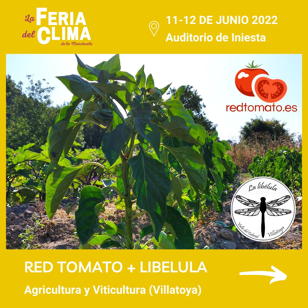 LMxClima's tweet photo. 👉🏽Expositor de @redtomatospain junto a @lalibelulayogaypermacultura - Comida de agricultura que enriquece el medioambiente y salud, ¿qué se puede pedir más? 🍅

➡️ No te lo pierdas y asegúrate ahora tu entrada gratuita para La Feria del Clima de la Manchuela (link en nuestra bio) https://t.co/29Pph1zuug